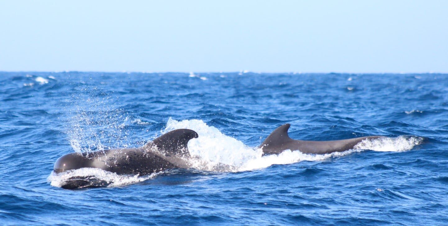 What Are the Dolphins Saying? Decoding the Language of Cetaceans off Tenerife