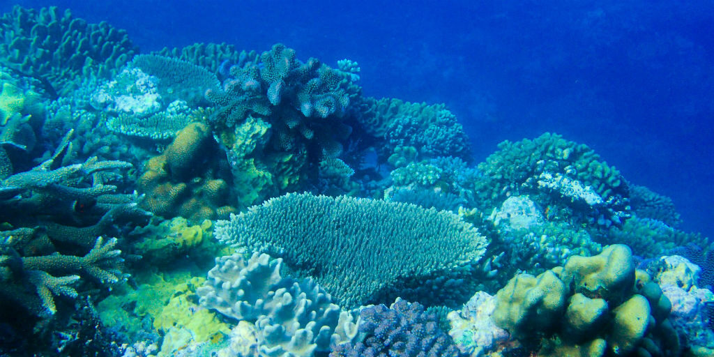 The Animals You Forget Are Animals: Why Coral Reefs Need Protecting