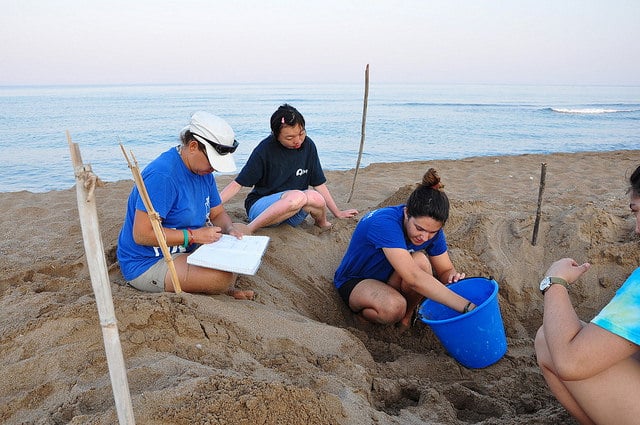A Day on the Beach: What Sea Turtle Conservation Actually Looks Like