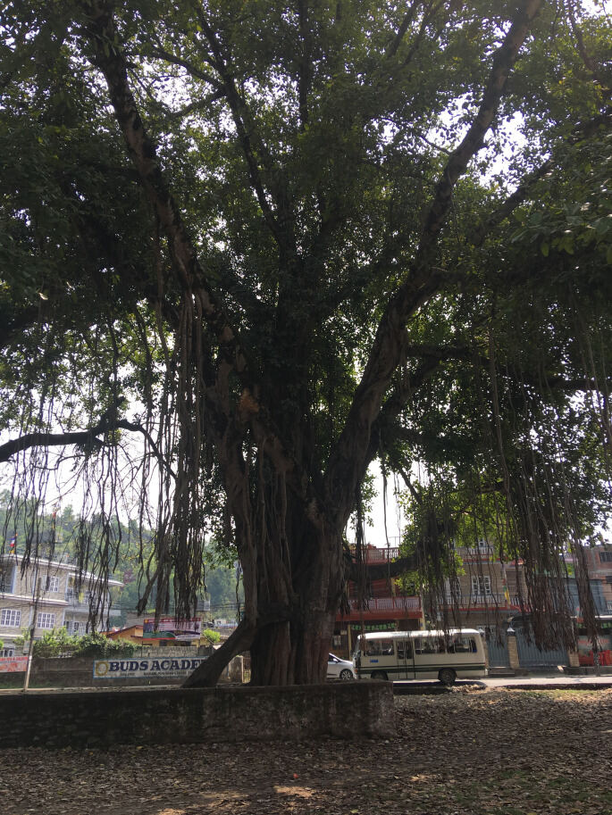 Cricket at Cow Park: An Afternoon in the Life of Pokhara