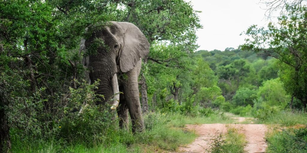 Four reasons the environment needs elephants