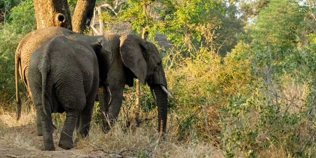 Four reasons the environment needs elephants