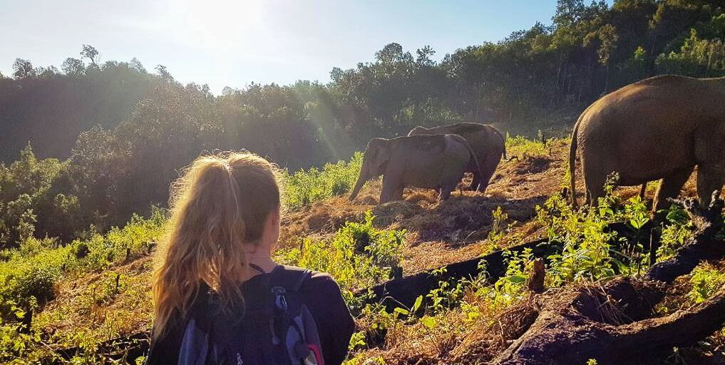 How Do Asian Elephants Keep Cool? What the Data Tells Us