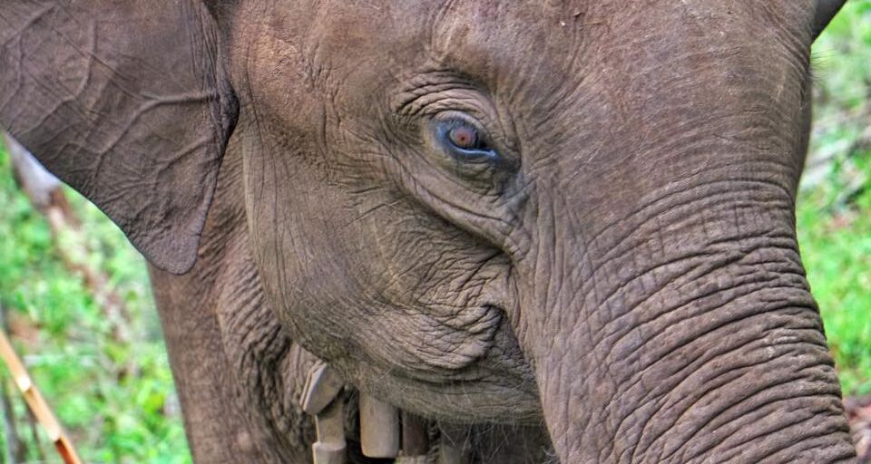 How Do Asian Elephants Keep Cool? What the Data Tells Us