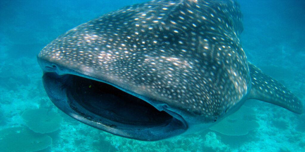 International Whale Shark Day: Why the Ocean's Gentle Giant Matters