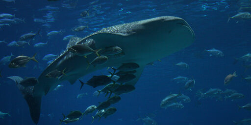 International Whale Shark Day: Why the Ocean's Gentle Giant Matters