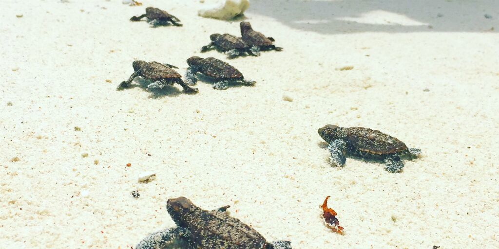 Can We Really Help Sea Turtles? Yes, and Here's How
