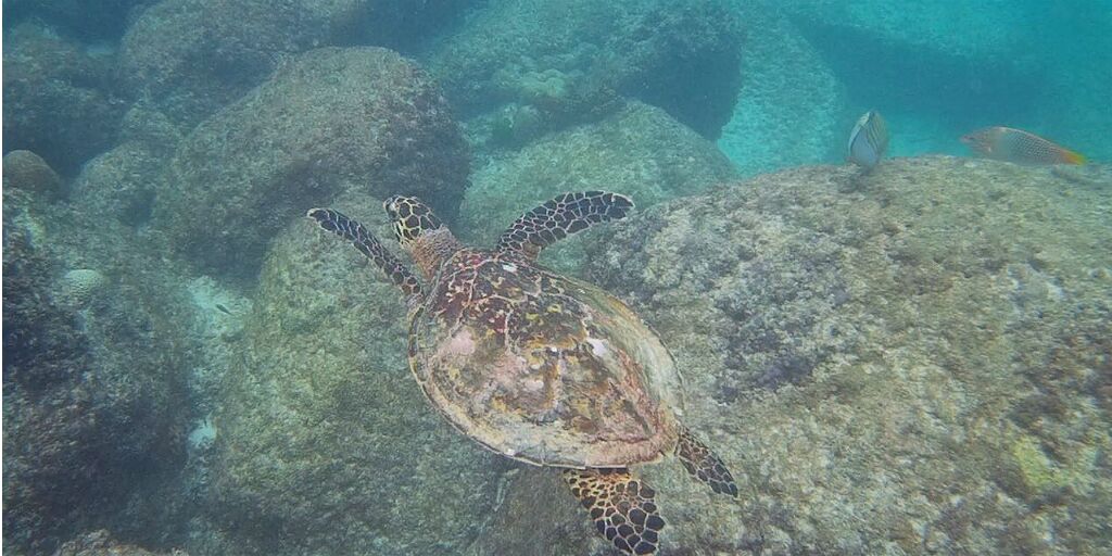 Can We Really Help Sea Turtles? Yes, and Here's How