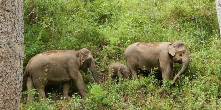 A baby elephant is born in the forests of Chiang Mai
