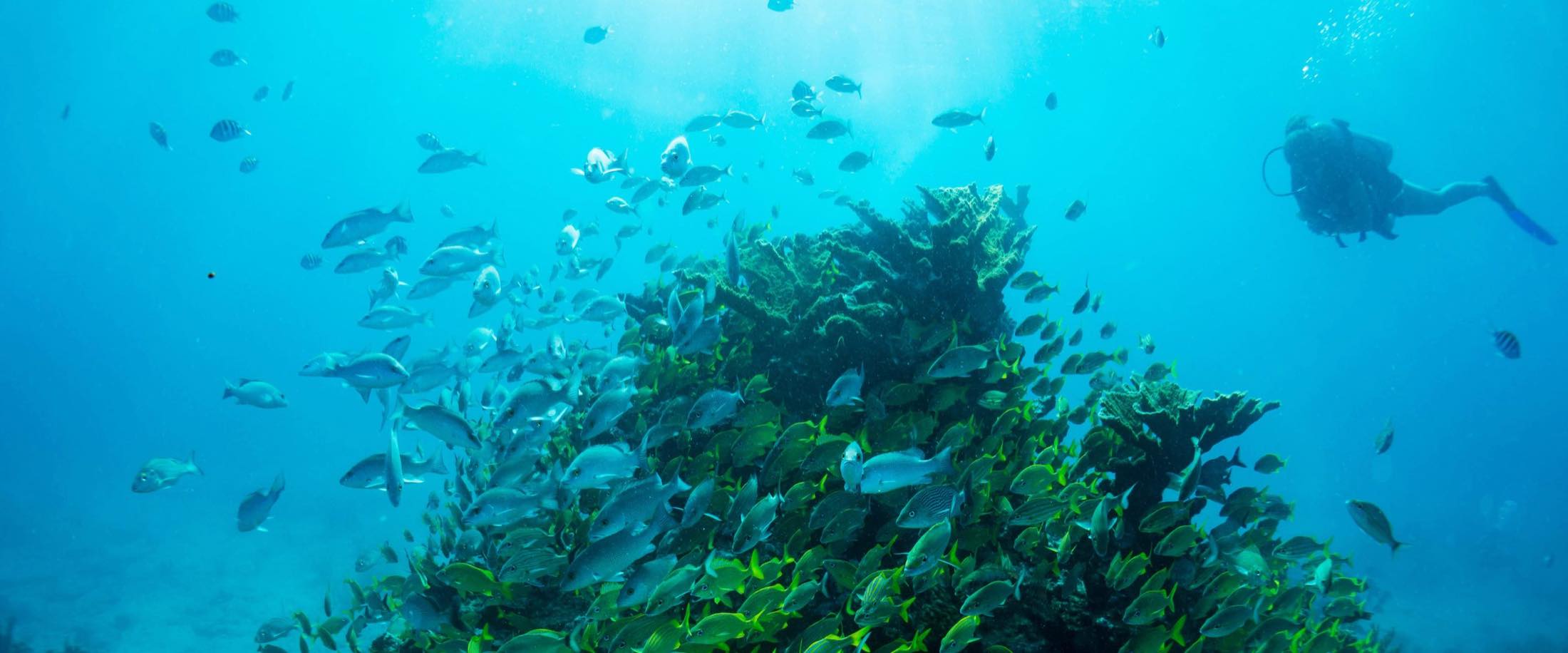 Ocean reef