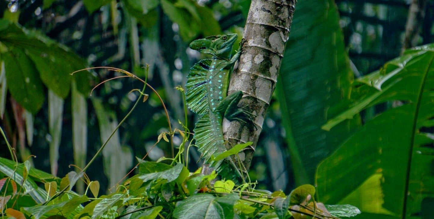 Rainforest in the Kéköldi Indigenous Reserve, Costa Rica