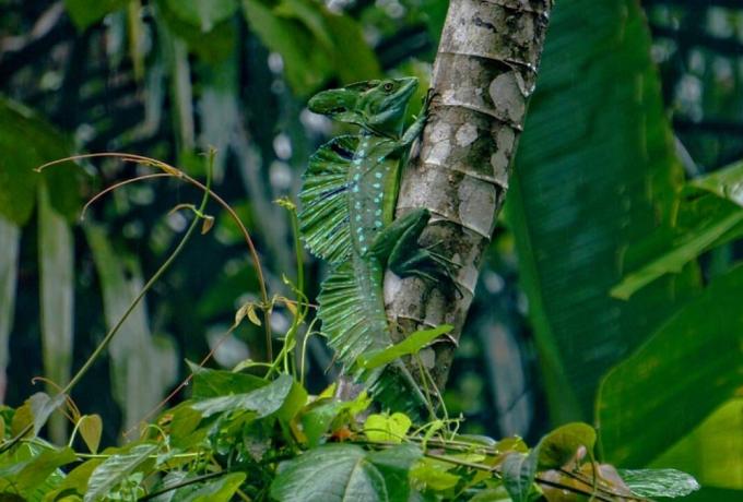 Kéköldi Rainforest Project