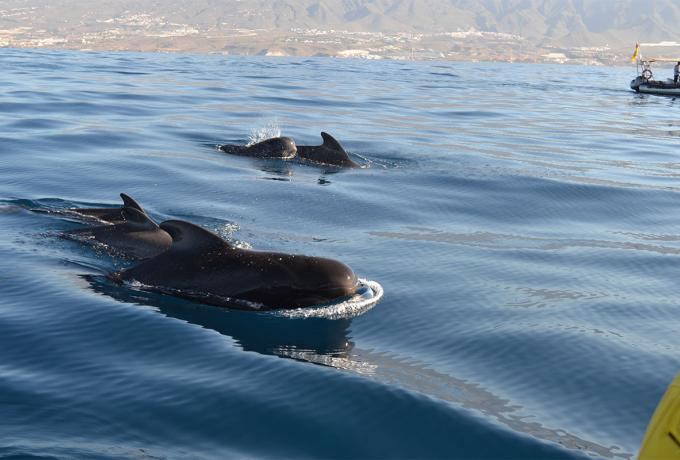 Tenerife Cetacean Project