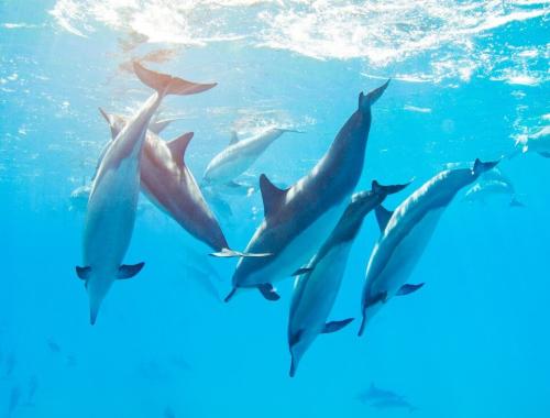What Are the Dolphins Saying? Decoding the Language of Cetaceans off Tenerife
