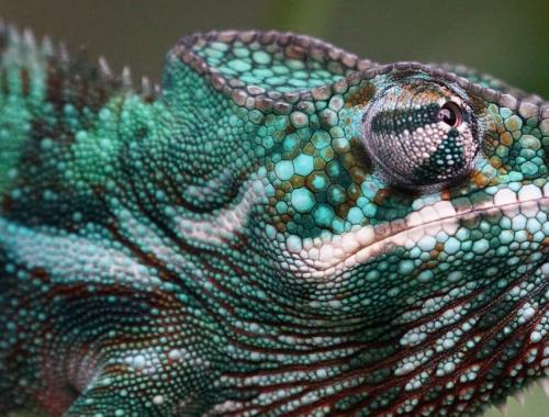 Five Animals You Will Find Nowhere Else on Earth but Madagascar