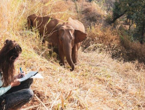 Four reasons the environment needs elephants