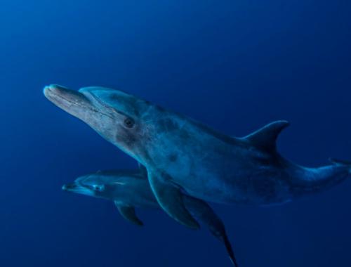 Bottlenose dolphin habitat: characteristics, threats and how we protect it