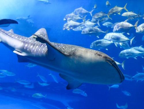 International Whale Shark Day: Why the Ocean's Gentle Giant Matters
