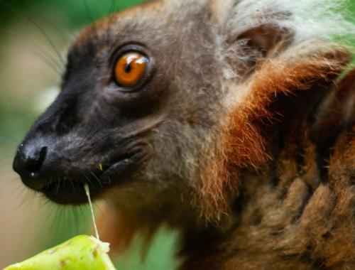 Three Animals You'll Find Only in Madagascar