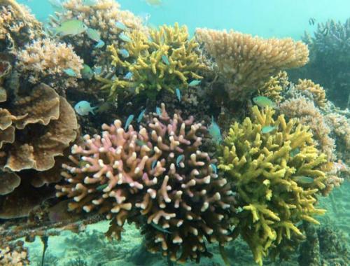 The Animals You Forget Are Animals: Why Coral Reefs Need Protecting