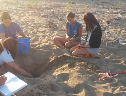 A Day on the Beach: What Sea Turtle Conservation Actually Looks Like