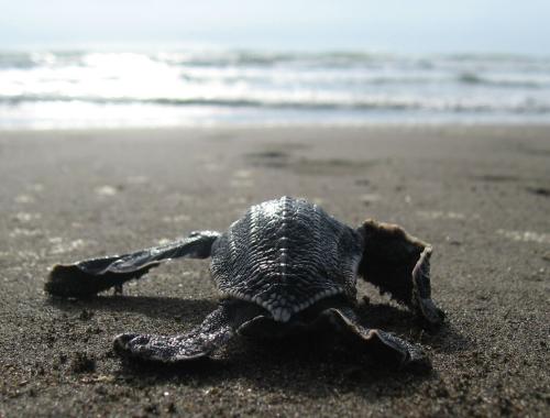 Help protect sea turtles on the Caribbean coast of Costa Rica
