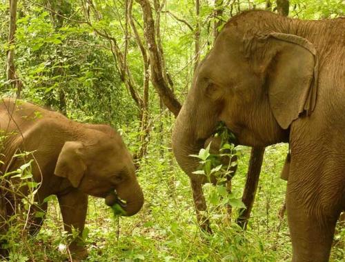 How Do Asian Elephants Keep Cool? What the Data Tells Us