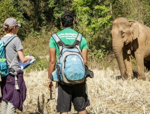 A baby elephant is born in the forests of Chiang Mai