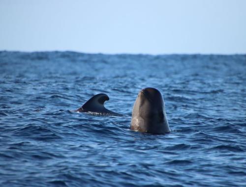 A short-finned pilot whale spyhopping off southwest Tenerife